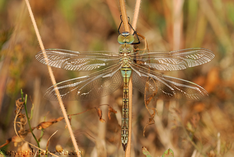 Anax parthenope neo sfarfallata: femmina